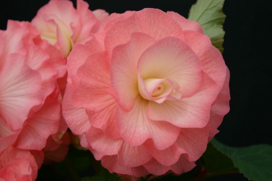 B. ‘Melissa’